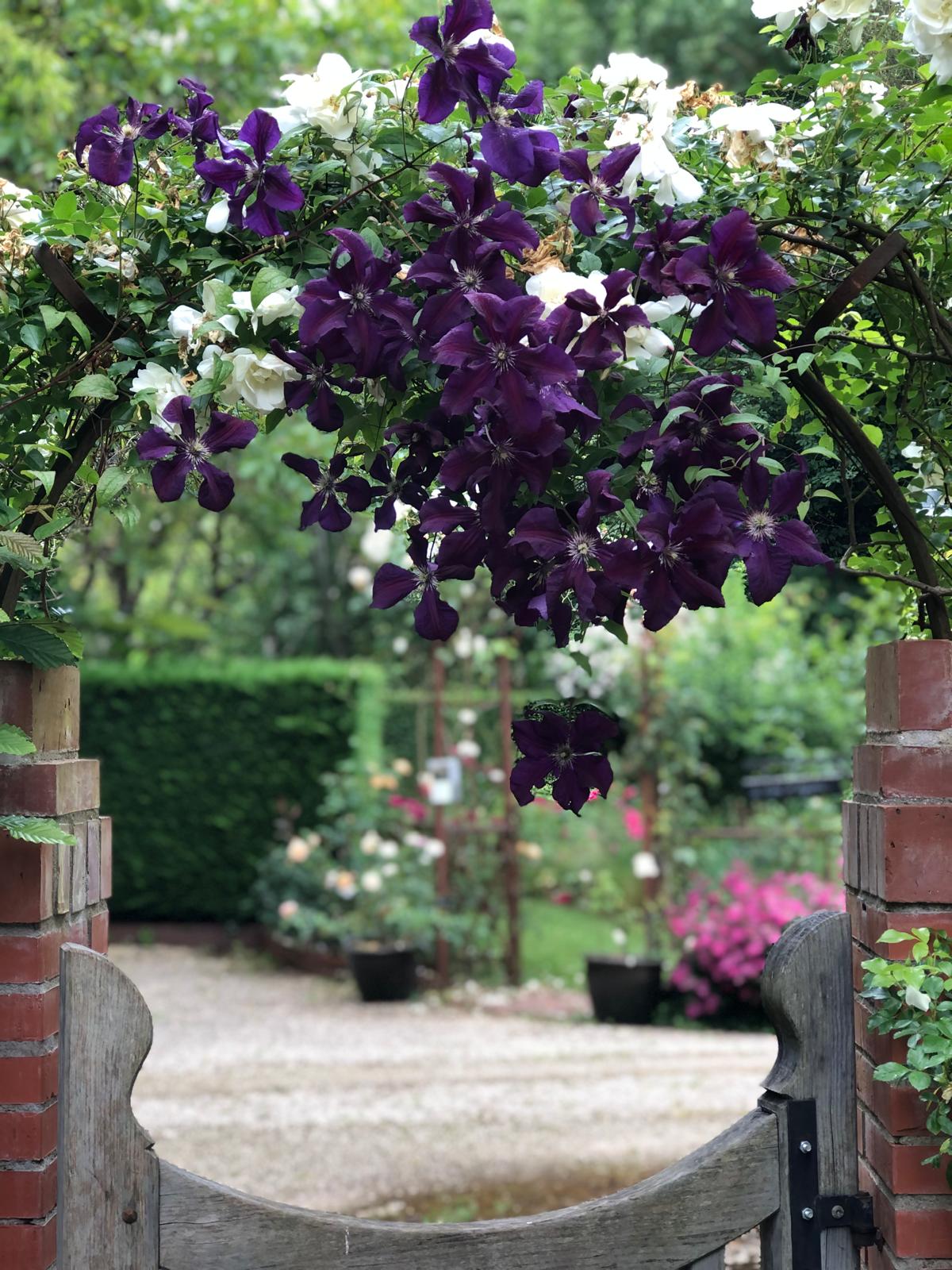 Clématites violettes et roses blanches grimpant au-dessus d'un portillon en bois