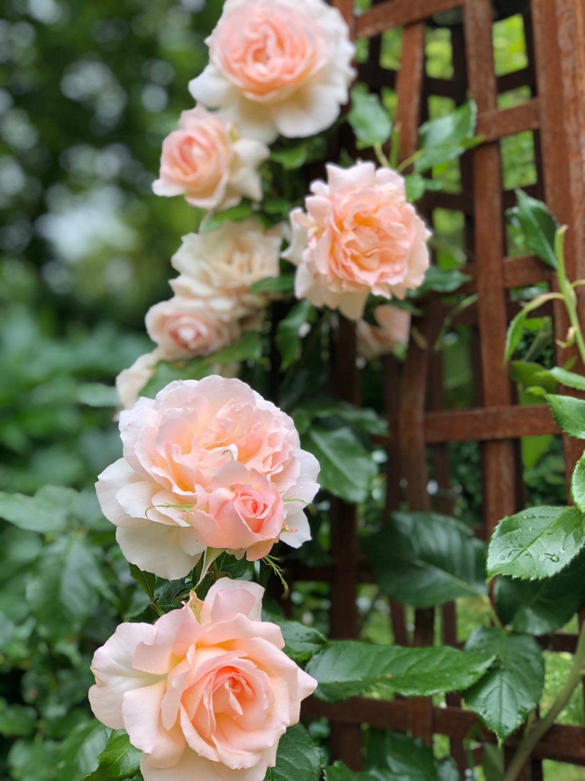 Roses roses grimpantes sur une treille dans les jardins de Puychereau