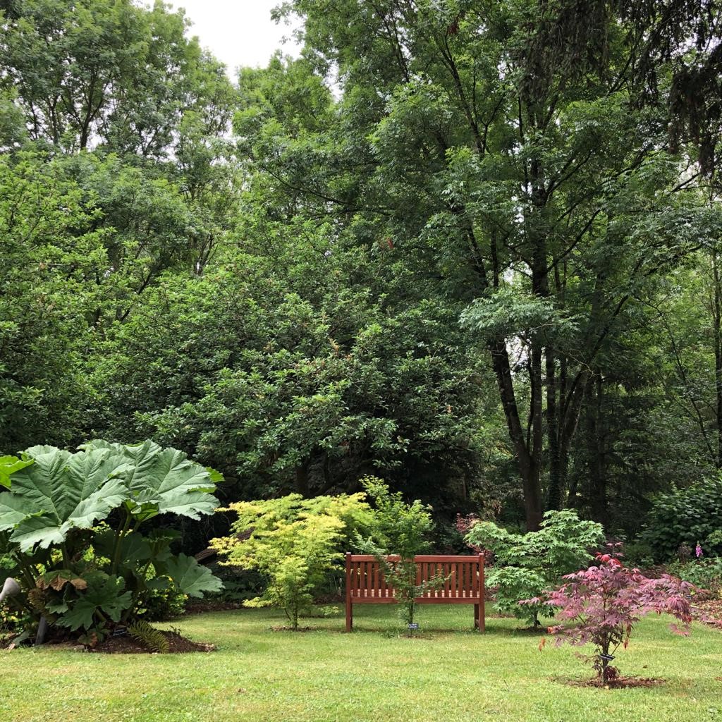 Banc en bois sous les grands arbres entouré de jeunes érables