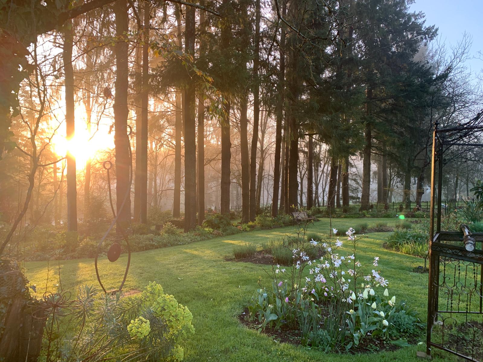 Lever de soleil à travers les grands arbres du jardin de Puychereau, avec la pelouse et les fleurs au premier plan
